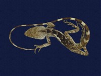 藏品(斯文豪氏攀蜥)的圖片